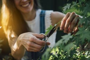 Bonsai pflege