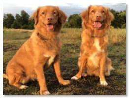 orte an denen man einen golden retriever kaufen kann hannover Tollerzucht