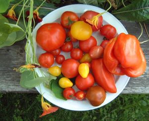 Foto: Jörg Lindemann, Tomatenvielfalt