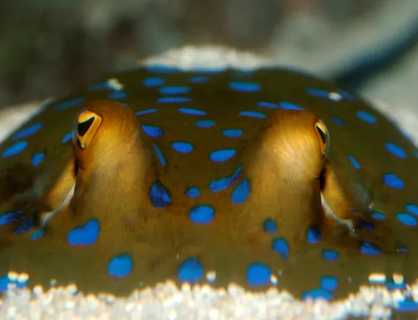spinnen hannover SEA LIFE Hannover