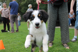 hundetrainer hannover City-Hundeschule