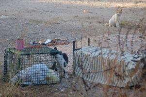 orte um katzen zu adoptieren hannover flying cats e.V.