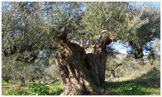 olivenol speichert hannover Olivenöl aus Südgriechenland