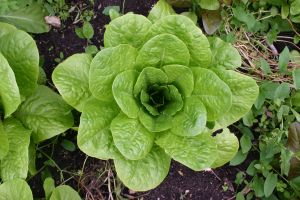 Foto: J. Lindemnn, Glatter Wintersalat vom Schwarzen Meer