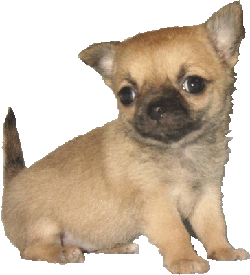 chihuahua zuchter hannover Chihuahua-Zucht vom Wichtelhof / Chihuahuazüchter