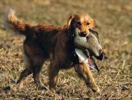 Unser erster Jagdhund