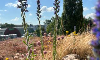 prasenzkurse im gartenbau hannover Janisch GmbH