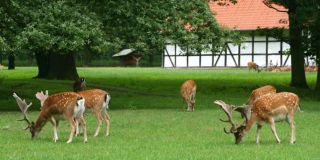 orte im sommer zu besuchen hannover Hannover Tiergarten