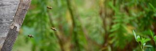 Bienen fliegen in ihren Bienenstock ein. Einige der Tiere sind im Vordergrund des Bildes gut zu erkennen. ( Stadt Laatzen )