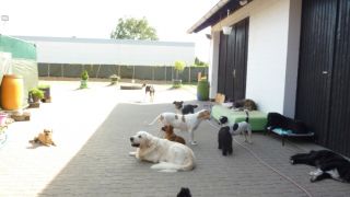 unterkunft fur hunde hannover Hundetagesstätte (HuTa) Hannover - Laatzen