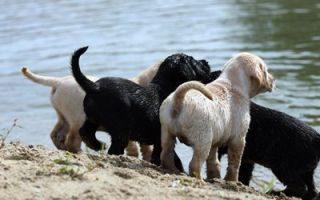 orte an denen man einen golden retriever kaufen kann hannover Aldagessem's Labradors
