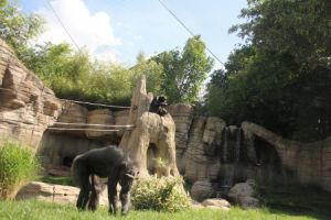 freie tiere hannover Urwaldhaus Afi Mountain