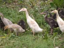 tierfarmen hannover Auetaler Geflügelfarm