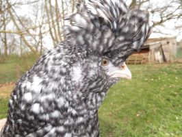 tierfarmen hannover Auetaler Geflügelfarm