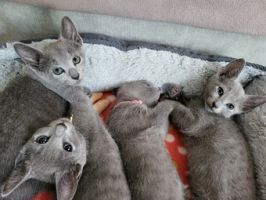 orte um katzen zu adoptieren hannover Deine Tierwelt GmbH